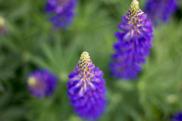 Wild blue flowers in the field