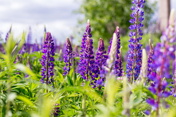 Pink and purple wild flowers in the village.