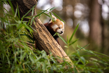 Beautiful shot of baby Red panda at zoo