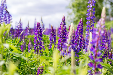 Wild blue flowers in the field
