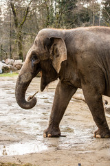 Fototapeta na wymiar Elephant having a snack at zoo