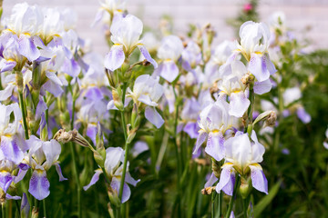 Beautiful flowers of irises in a summer cottage
