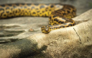 Rattlesnake coiled up in front of an old dead tree stump and looking at the camera