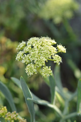 Sea fennel flowers