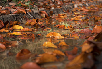 Herbstlaub im Wasser