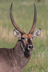 Waterbuck