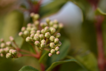 Laurustinus