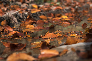 Herbstlaub im Wasser
