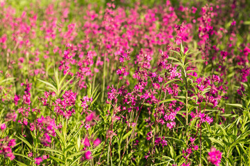 Pink and purple wild flowers in the village.
