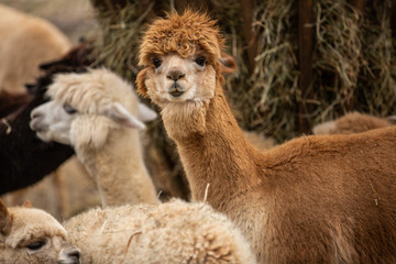Friendly llamas at zoo posing for photos