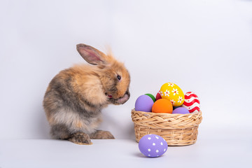 The adorable brown rabbit is licking on ears with basket of colored Easter eggs on white background. Easter holiday concept.