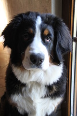 Cute little Bernese Mountain Dog puppy