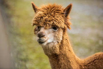 Fototapeta premium Close up of funny looking llama in natural habitat