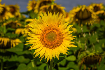 Sunflower field blue sky