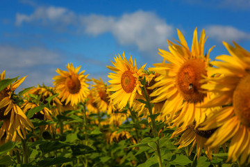 Sunflower field blue sky