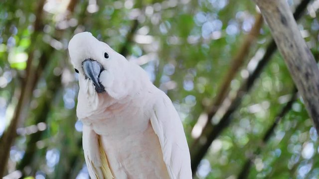 Beautiful white parrot close up 4k slowmotion