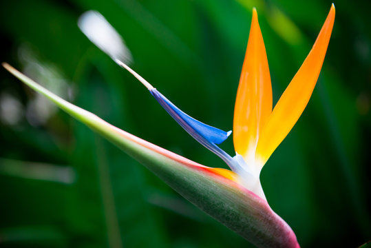 ストレチア のストック写真 ロイヤリティフリーの画像 ベクター イラスト Adobe Stock ストレチア のストック写真 ロイヤリティフリーの画像 ベクター イラスト Adobe Stock