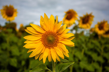 Obraz premium Sunflower field blue sky