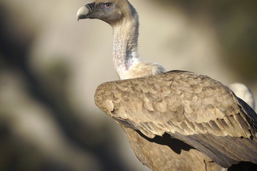 buitre leonado