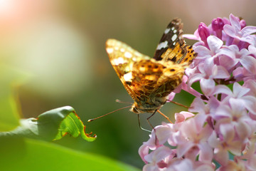 spring awakening of nature. butterfly sits on a lilac flower on a sunny spring day