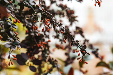 Ripe barberry fruits grow in the garden. Fresh red berries hanging on a branch. Organic vegetable growing.