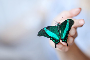 exotic butterfly papilio palinurus on hand