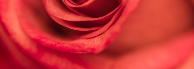 Soft focus, abstract floral background, red rose flower. Macro flowers backdrop for holiday brand design