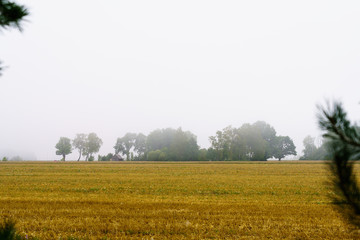Fototapeta na wymiar rural landscape, view of distant trees in fog, light brown field in front