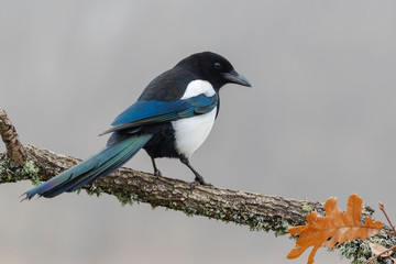 Common magpie, pica pica, perched on a tree branch on a uniform light background