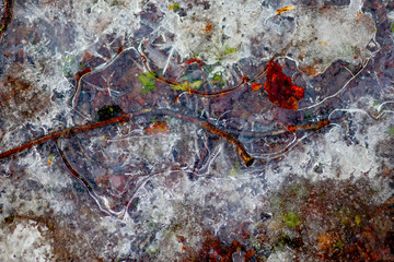 a dry branch frozen in ice