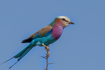Lilac Breasted Roller