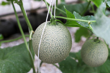 Close up of organic melon fruits and green plants growing at an organic melon farm greenhouse