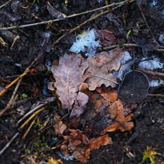 oak leaves covered with ice