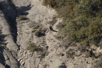 vulture