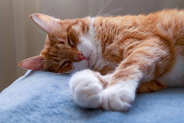 Fototapeta na wymiar An adult red cat sleeps on a blue blanket. Domestic pets concept. Selective focus. Horizontalal orientation.
