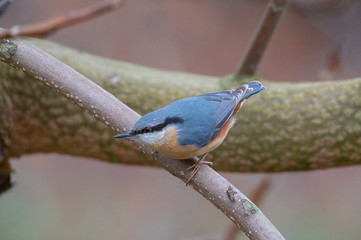Kleiber