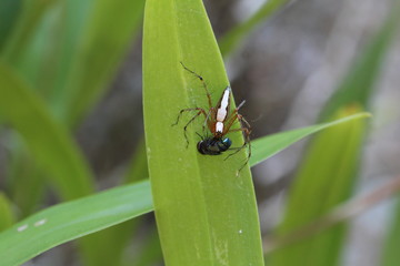 Spinne Oxyopes shweta mit gefangener Fliege