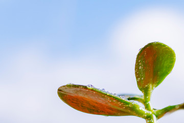 Home green plant