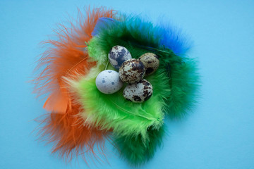 raw quail eggs and feathers in hay close-up. background with quail eggs