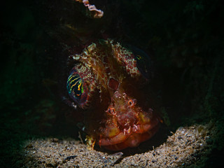 Shortfin Lionfish , Kurzflossen Zwergfeuerfisch (Dendrochirus brachypterus)