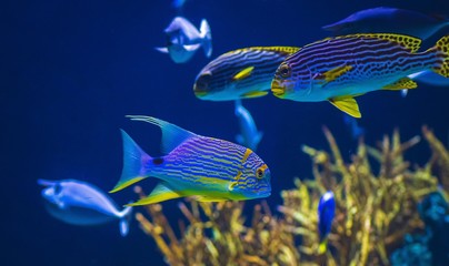 blue fish with plants in an aquarium