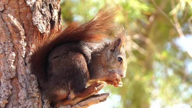 Squirrel eating a nut on the pine branch on a sunny morning 