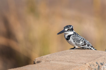 Pied Kingfisher