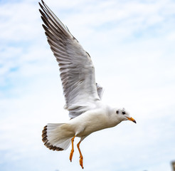 seagull in flight