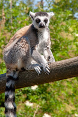 Maki catta - Lemur catta - sur une branche