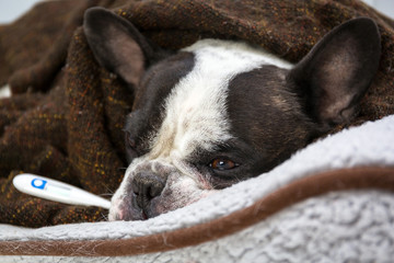 French bulldog wrapped in a blanket is resting with a fever