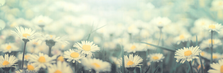Daisy flower on wild field in sunset light panorama. Soft focus nature panoramic. Delicate pastel toned image. Greeting card template. Nature spring background. Copy space