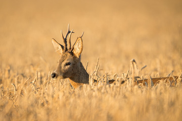 Roebuck - buck (Capreolus capreolus) Roe deer - goat