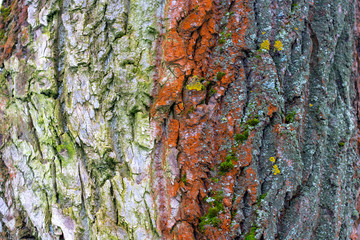 Old wood tree texture background pattern.nature abstract