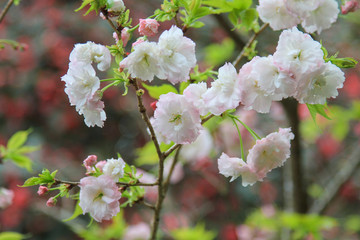八重桜